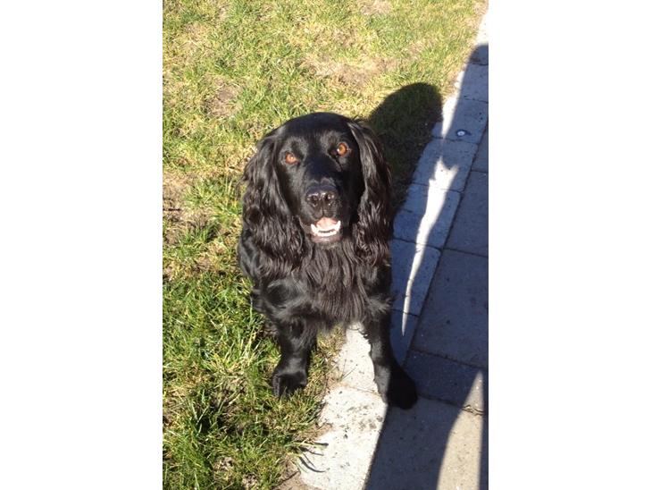 Field Trial Cockerspaniel Meulengrath Bobby Junior [FT COKER SPANIEL] billede 1