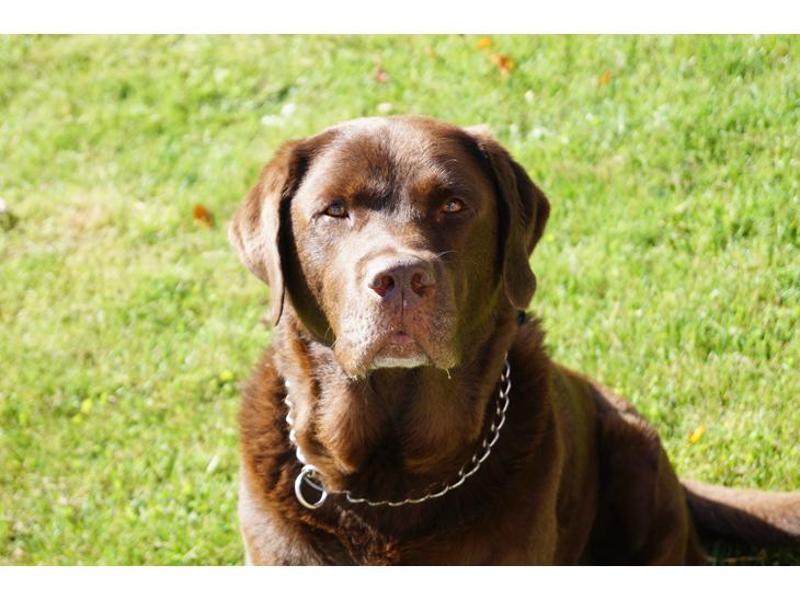 Labrador retriever Louie - Velkommen til Louie's profil billede 1