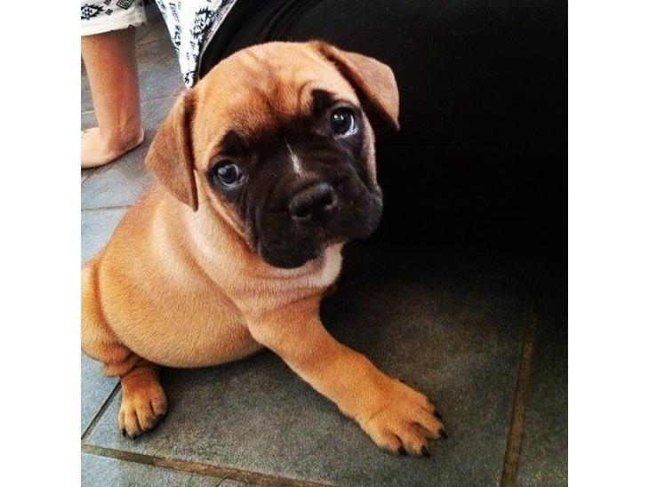 Blanding af racer Charlie billede 1