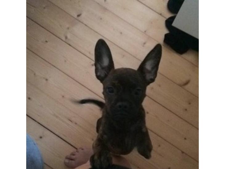 {{currentPhoto.altText}} billede {{currentPhoto.number}}