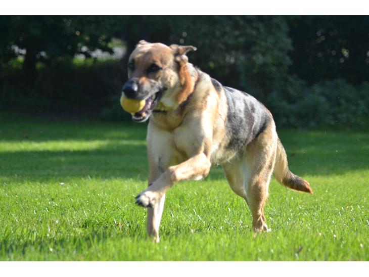 Blanding af racer Bella - Velkommen til Bella's profil.  billede 1