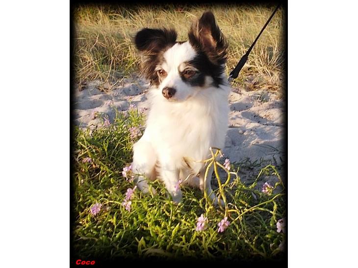 {{currentPhoto.altText}} billede {{currentPhoto.number}}