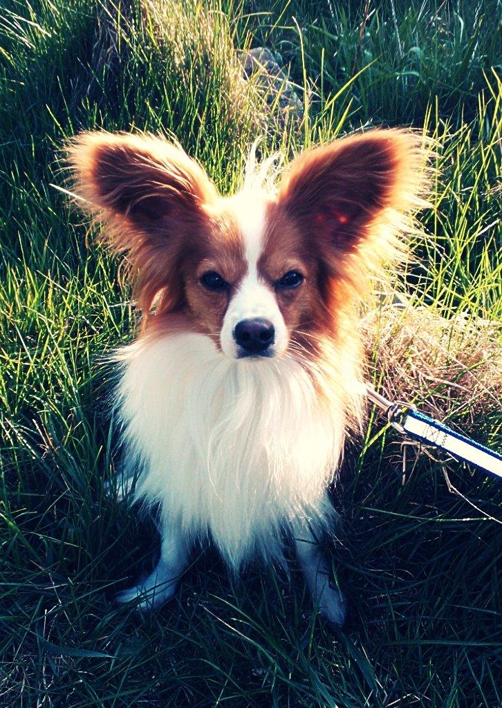 Papillon armani on sale