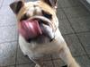 Engelsk bulldog Carlos