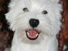 West highland white terrier Hailie