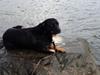 Blanding af racer Bella Rottweiler/Labrador