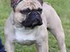 Fransk bulldog Jokerface bumble bee