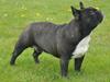 Fransk bulldog Lui Aimée gorgeous Kenya