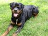 Rottweiler Samson