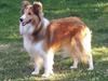 Shetland sheepdog Cindy