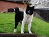 Karelsk bjørnehund Bastian