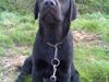Labrador retriever Sofus