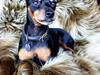 Dvaergpinscher King (2003 - 2016) [ Himmelhund]