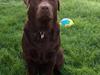 Labrador retriever Kimi