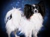 Papillon Kalua