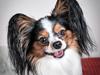 Papillon Kokos