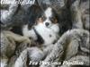 Papillon Koffee
