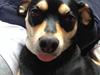 Dvaergpinscher Sara