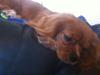 Cavalier king charles spaniel Bastian