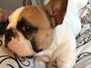 Fransk bulldog Uffe
