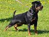 Rottweiler Heitahs You Too (Silke)