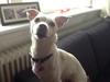 Jack russell terrier Wilma