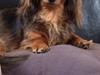 Gravhund Pippi