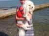 Bichon à poil frisé Yoyo