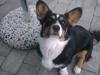 Welsh corgi cardigan Byrks Snickers
