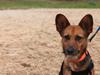 Blanding af racer Foxy