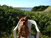 Staffordshire bull terrier Tovdal Bullet