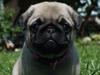 Mops Rosie