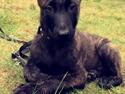 Hollandsk hyrdehund Flottenheimer's Sico