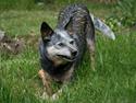 Australsk cattledog Tess