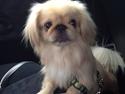 Pekingeser molly