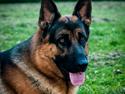 Schæferhund Ziko