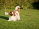 Kooikerhondje Fantwire´s Boefje [HIMMELHUND]
