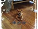 Staffordshire bull terrier Uso