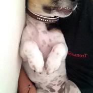 Jack russell terrier Djoy