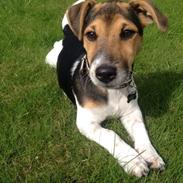 Jack russell terrier Djoy