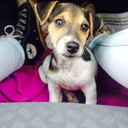 Jack russell terrier Djoy