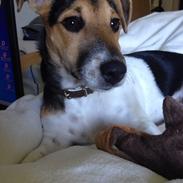 Jack russell terrier Djoy