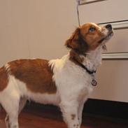 Kooikerhondje Barney