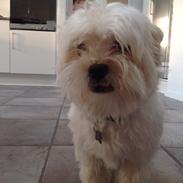 Blanding af racer Bazel