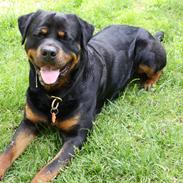 Rottweiler Samson