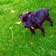 Staffordshire bull terrier Abbey