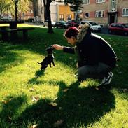 Staffordshire bull terrier Abbey