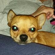 Chihuahua Zaco
