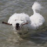 Coton de tulear Mikki