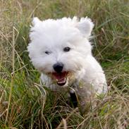 Coton de tulear Mikki